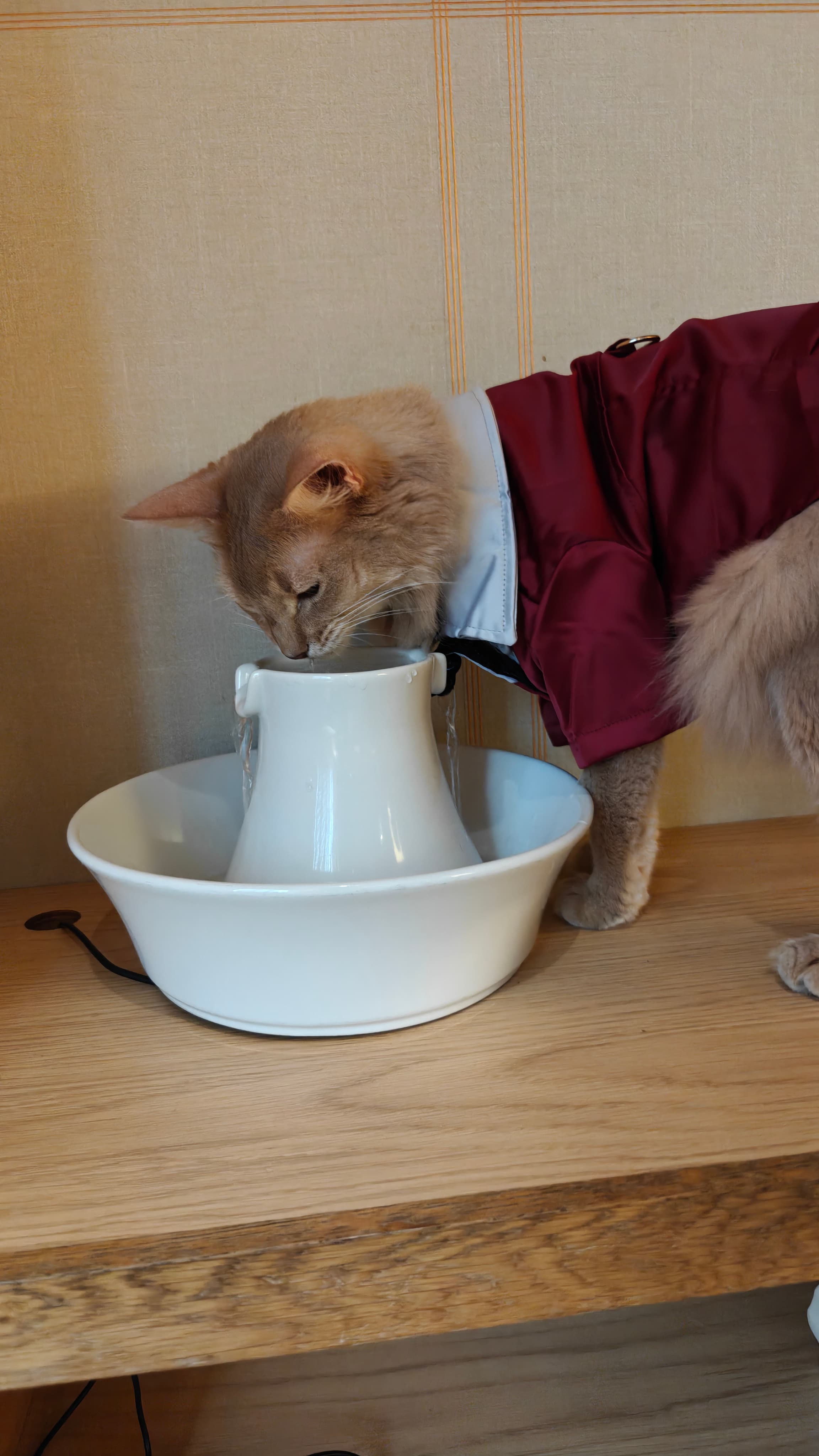 Japan 2025 - Photo 4